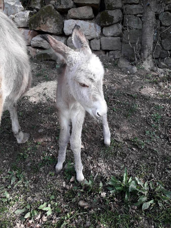 Chambre D'Hotes Le Cascadou Banassac Dış mekan fotoğraf